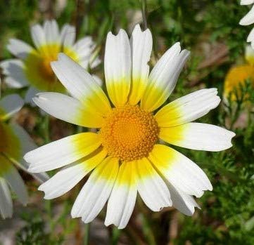 chrysanthemum plant seeds Chrysanthemum Flower Seeds,"COOL BEANS N SPROUTS" Brand. Home Gardenin