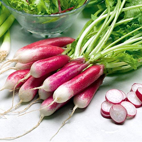 Radish Seeds, French Breakfast Radish Seeds,COOL BEANS N SPROUTS Bra