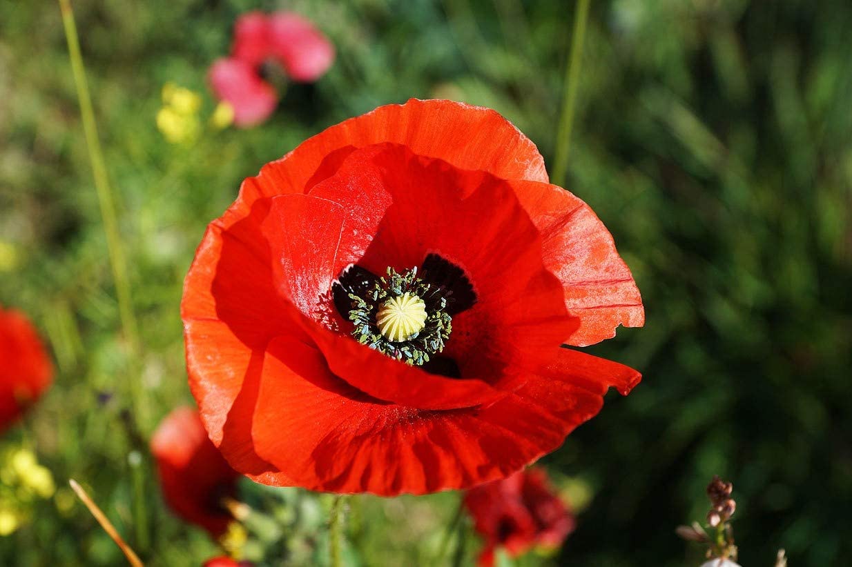 Poppy Flower Seeds, Red Poppy Flower Seeds, 