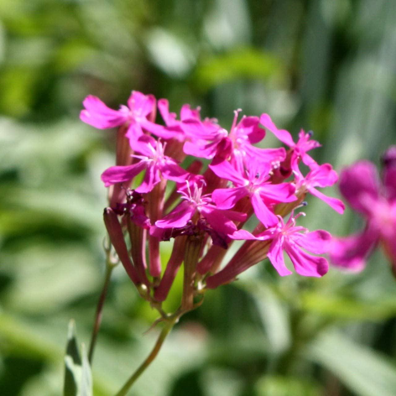 catchfly flower seeds Catchfly Flower Seeds, "COOL BEANS N SPROUTS" Brand. Home Gardening