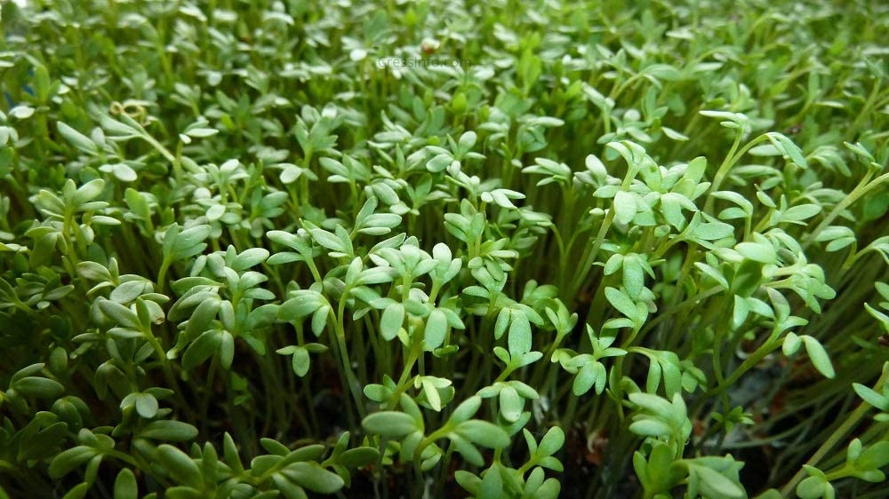 aliv seeds plant Cress Herb Seeds, Curled Cress Herb Seeds, 