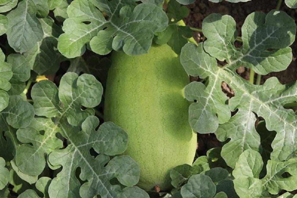 Watermelon, Charleston Grey, Heirloom,100 Seeds Watermelon, Charleston Grey, Heirloom,100 Seeds