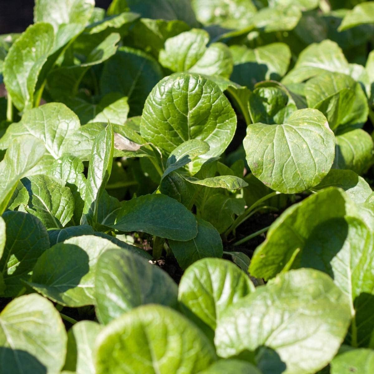 Broadleaf Mustard Green Seeds