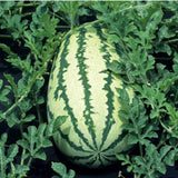 Watermelon Seeds, Klondike Blue Ribbon Striped Watermelon,"COOL BEANS N SPROUTS" Brand. Heirloom. Non-GMO. Home Gardening. - Cool Beans & Sprouts