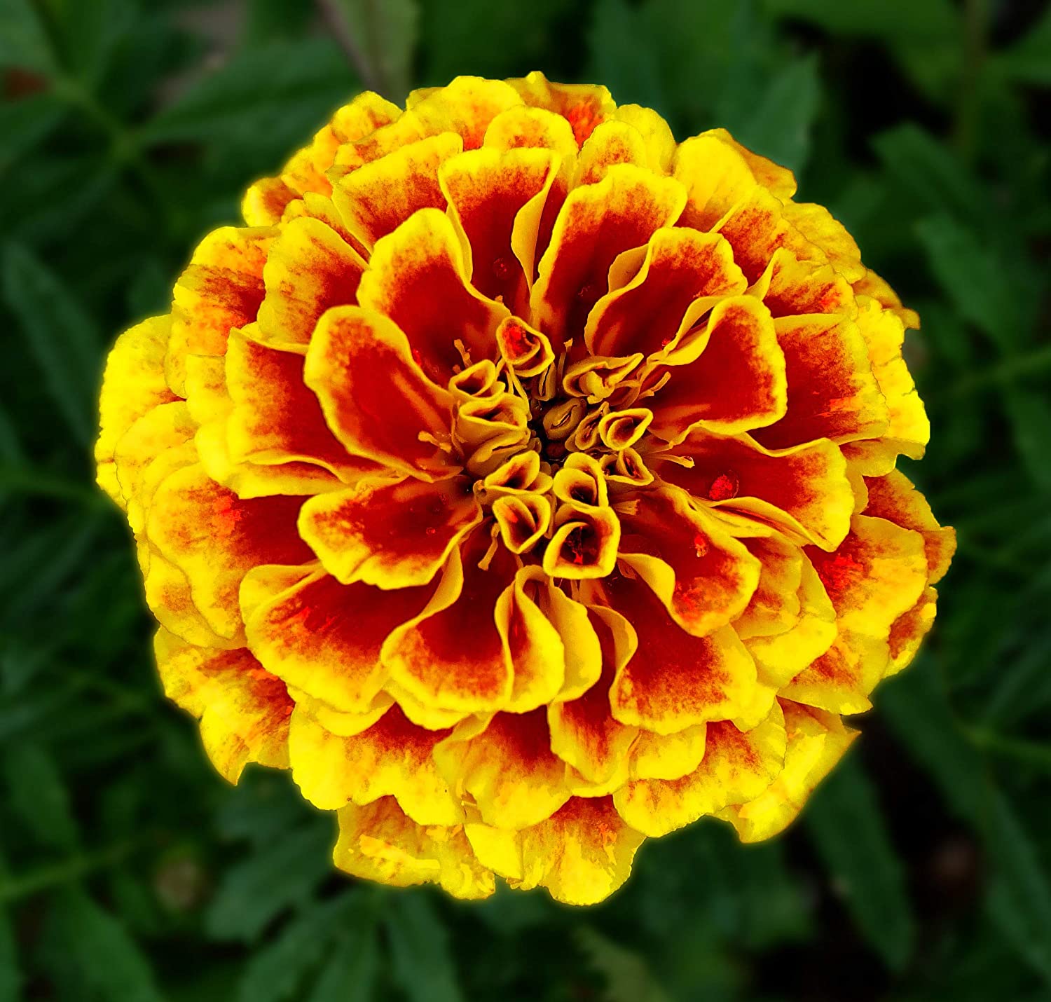 red marigold seeds Marigold Seeds, French Marigold Flower Seeds, "COOL BEANS N SPROUTS" B