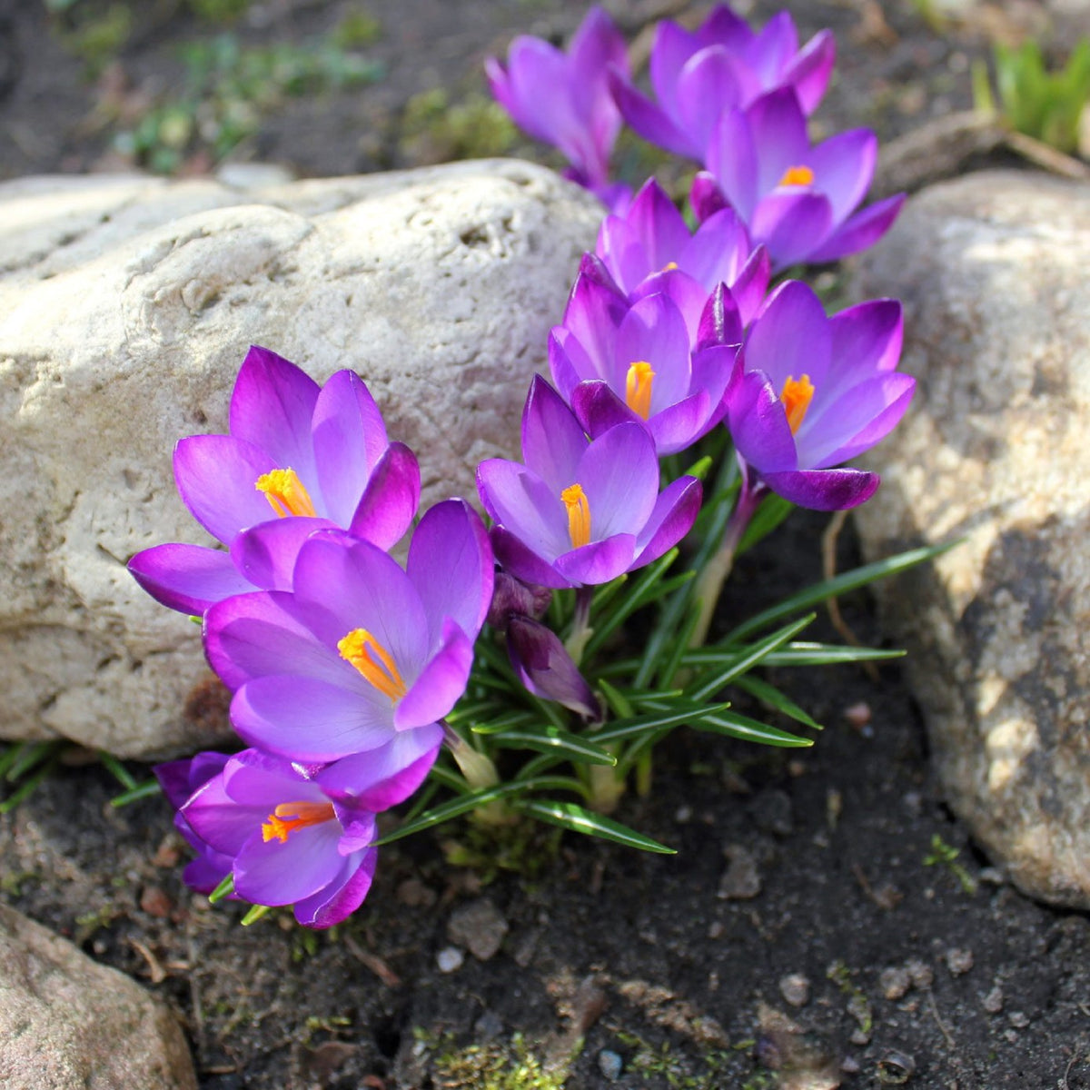 Crocus Bulbs, Purple Crocus Bulbs, Fall Planting for Spring Blooms , C