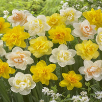 Daffodil Bulbs, Double Daffodil Bulbs, Double Blooms, Fall Planting for Spring Blooms, COOL BEANS N SPROUTS