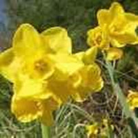 Daffodil Flower Bulbs aka Jonquil, Yellow Flower Bulbs , Plant Daffodils in The Fall for a Spring Bloom, COOL BEANS N SPROUTS Brand.