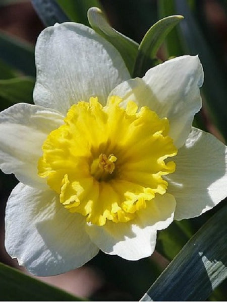 Daffodil, Ice Follie Daffodil Flower Bulbs , White Petals w/Yellow Center, Plant Daffodils in The Fall for a Spring Bloom, COOL BEANS N SPROUTS Brand.