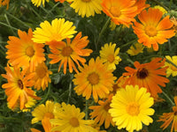 Daisy Seeds, African Daisy Stick, Daisy Seeds to plant in your home garden. COOL BEANS n SPROUTS.