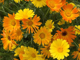 Daisy Seeds, African Daisy Stick, Daisy Seeds to plant in your home garden. COOL BEANS n SPROUTS.