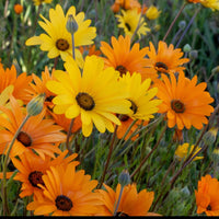 Daisy Seeds, African Daisy Stick, Daisy Seeds to plant in your home garden. COOL BEANS n SPROUTS.