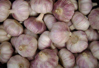Garlic Bulbs , Early Purple Italian Garlic Bulbs , This Garlic is ready for Eating or Planting, Cool Beans N Sprouts