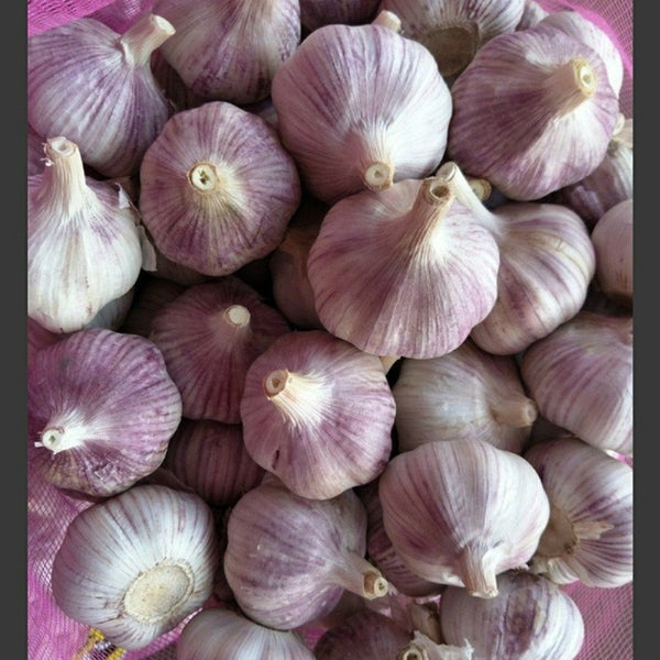 Garlic Bulbs , Early Purple Italian Garlic Bulbs , This Garlic is ready for Eating or Planting, Cool Beans N Sprouts