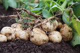 Jicama Seeds (Thai variety) , An Asian variety of jicama . These are seeds to plant and grow in your home garden. COOL BEANS n SPROUTS brand