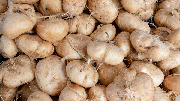 planting jicama seeds Jicama Seeds (Thai variety) , An Asian variety of jicama . These are s