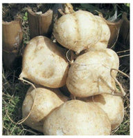 Jicama Seeds (Thai variety) , An Asian variety of jicama . These are seeds to plant and grow in your home garden. COOL BEANS n SPROUTS brand