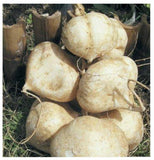 Jicama Seeds (Thai variety) , An Asian variety of jicama . These are seeds to plant and grow in your home garden. COOL BEANS n SPROUTS brand