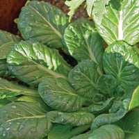 Tatsoi Mustard Green Seeds "COOL BEANS N SPROUTS" Brand. Home Gardening.