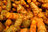 Turmeric Root , Whole fresh Turmeric Root . Fresh turmeric has a bright orangey/yellow color and earthy, warm flavor.