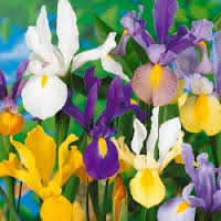 Dutch Iris Mix Bulbs , blue, purple, yellow, and white flowers. Plant Bulbs in Fall for spring blooms, COOL BEANS N SPROUTS brand.