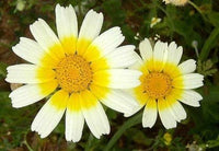 Chrysanthemum Flower Seeds,"COOL BEANS N SPROUTS" Brand. Home Gardening. - Cool Beans & Sprouts