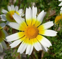 Chrysanthemum Flower Seeds,"COOL BEANS N SPROUTS" Brand. Home Gardening. - Cool Beans & Sprouts