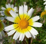 Chrysanthemum Flower Seeds,"COOL BEANS N SPROUTS" Brand. Home Gardening. - Cool Beans & Sprouts
