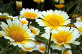 Chrysanthemum Flower Seeds,"COOL BEANS N SPROUTS" Brand. Home Gardening. - Cool Beans & Sprouts