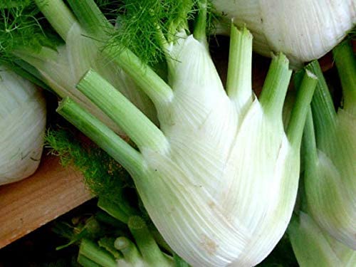Fennel Seeds, Florence Fennel Seeds, "COOL BEANS N SPROUTS" Brand. Home Gardening. - Cool Beans & Sprouts