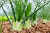Fennel Seeds, Florence Fennel Seeds, "COOL BEANS N SPROUTS" Brand. Home Gardening. - Cool Beans & Sprouts