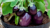 Eggplant Seeds- Black Beauty Eggplant Seeds ,"COOL BEANS N SPROUTS" Brand. Home Gardening. - Cool Beans & Sprouts