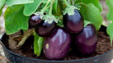 Eggplant Seeds- Black Beauty Eggplant Seeds ,"COOL BEANS N SPROUTS" Brand. Home Gardening. - Cool Beans & Sprouts