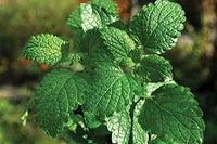 Peppermint Herb Seeds, Peppermint Seeds,"COOL BEANS N SPROUTS" Brand. Herb Seeds. Home Gardening. - Cool Beans & Sprouts