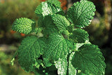 Peppermint Herb Seeds, Peppermint Seeds,"COOL BEANS N SPROUTS" Brand. Herb Seeds. Home Gardening. - Cool Beans & Sprouts
