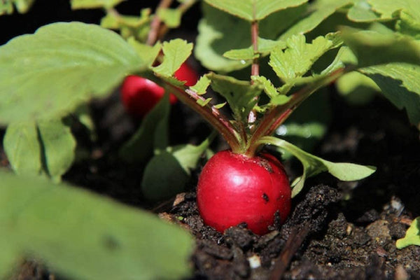 Radish Seeds, Cherry Belle Radish Seeds,"COOL BEANS N SPROUTS" Brand. Heirloom. Non-GMO. Home Gardening. - Cool Beans & Sprouts