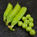 Pea Seeds,Early Alaska Pea Seeds,"COOL BEANS N SPROUTS" Brand. Heirloom. Non-GMO. Home Gardening. - Cool Beans & Sprouts