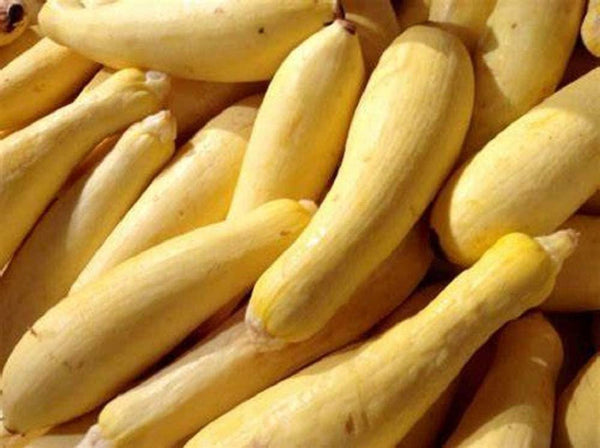 Squash Seeds, Early Prolific Straightneck Squash Seeds,"COOL BEANS N SPROUTS" Brand. Heirloom. Non-GMO. Home Gardening. - Cool Beans & Sprouts