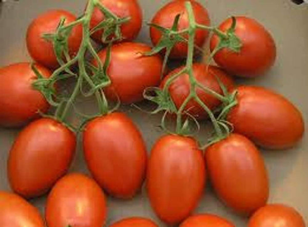 Tomato, Jet Star Tomato Seeds 25 Seed Pack, USA Product. JACOBS LADDER ENT.  (25)