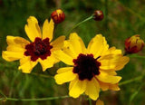 Coreopsis Seeds ,  Plains Coreopsis Flower Seeds,"COOL BEANS N SPROUTS" Brand. Home Gardening. - Cool Beans & Sprouts