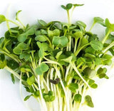 Radish Seeds . Japanese Minowase (Daikon) Radish Seed, Non-GMO, " COOL BEANS N SPROUTS BRAND"Jacobs Ladder Ent. - Cool Beans & Sprouts