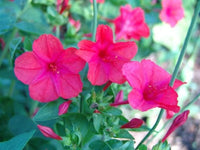 Four O Clock Flower Seeds,  Pink Four O' Clock Flower Seeds,"Cool BEANSN Sprouts" Brand. Home Gardening. - Cool Beans & Sprouts