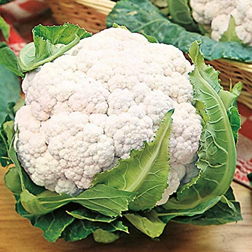 Cauliflower Seeds- Snowball Y Cauliflower Seeds ,"COOL BEANS N SPROUTS" Brand. Home Gardening. - Cool Beans & Sprouts
