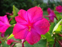 Four O'Clock Red Flower Seeds,"COOL BEANS N SPROUTS" Brand. Home Gardening. - Cool Beans & Sprouts