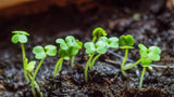 Lettuce Seeds ,  Arugula Lettuce Seed , Rocket Roquette Lettuce Seeds,"COOL BEANS N SPROUTS" Brand. Home Gardening. - Cool Beans & Sprouts