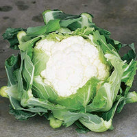 Cauliflower Seeds- Snowball Y Cauliflower Seeds ,"COOL BEANS N SPROUTS" Brand. Home Gardening. - Cool Beans & Sprouts