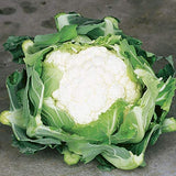 Cauliflower Seeds- Snowball Y Cauliflower Seeds ,"COOL BEANS N SPROUTS" Brand. Home Gardening. - Cool Beans & Sprouts