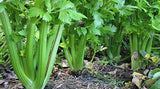 Celery Seeds- Tendercrisp Celery Seeds ,"COOL BEANS N SPROUTS" Brand. Home Gardening. - Cool Beans & Sprouts