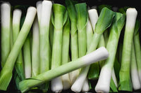 Leek Seeds,  American Flag Leek Seeds, "COOL BEANS N SPROUTS" Brand. Home Gardening. - Cool Beans & Sprouts