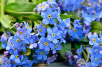 Forget-Me-Not Flower Seeds,"COOL BEANS N SPROUTS" Brand. Home Gardening. - Cool Beans & Sprouts